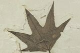 Exceptional Fossil Sycamore (Platanus) Leaf - Utah #227557-2